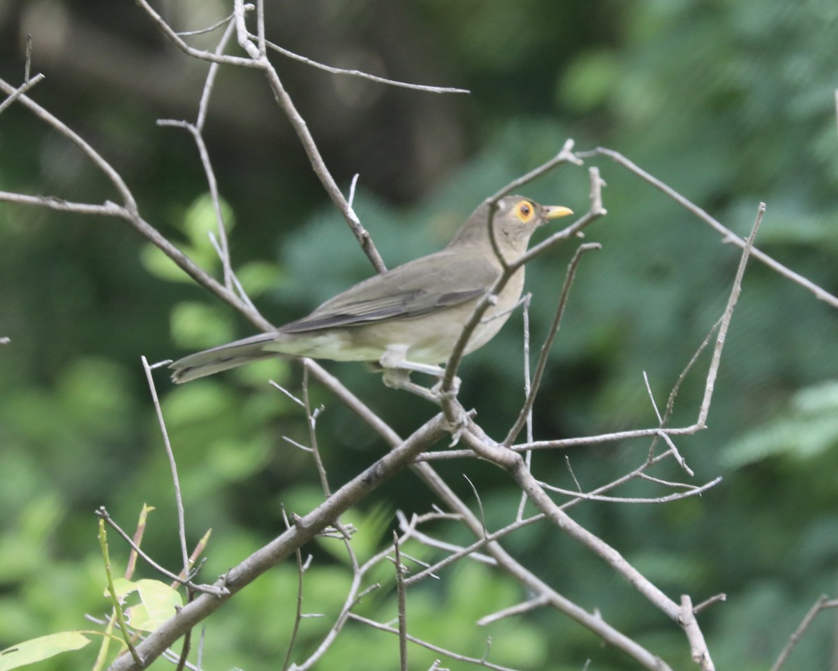 Spectacled Thrush - ML627481759