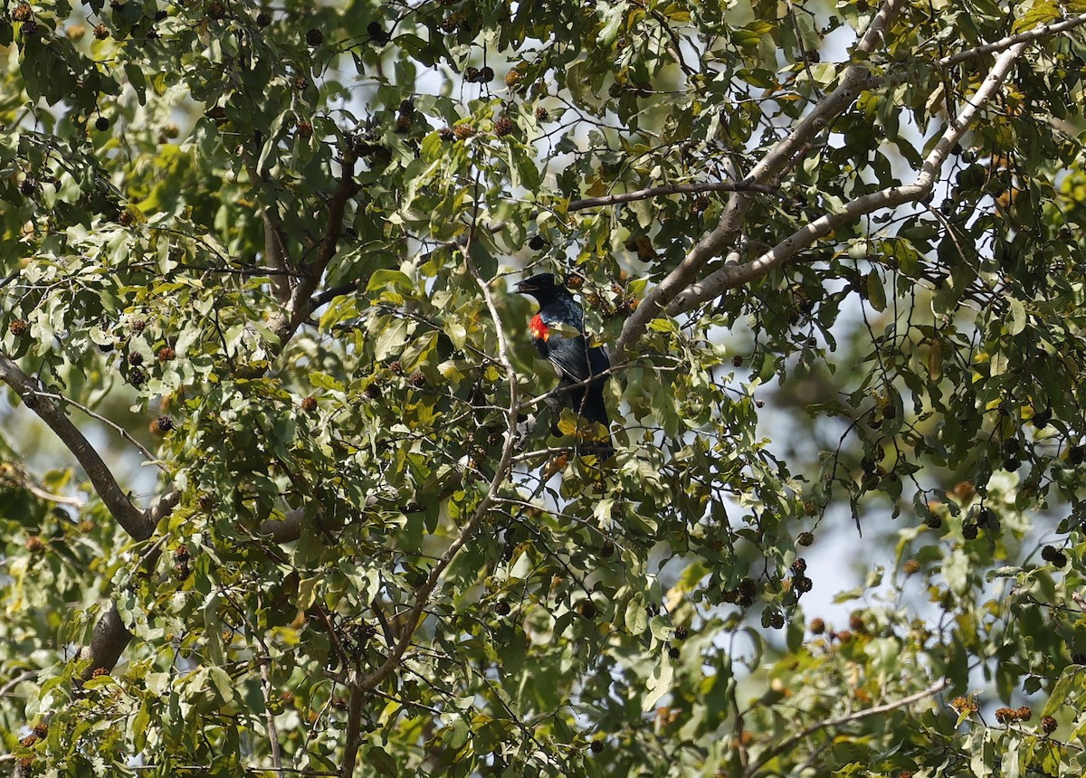 Al Omuzlu Tırtılyiyen - ML627481812