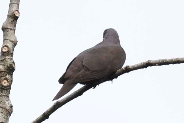 Dusky Pigeon - ML627481835