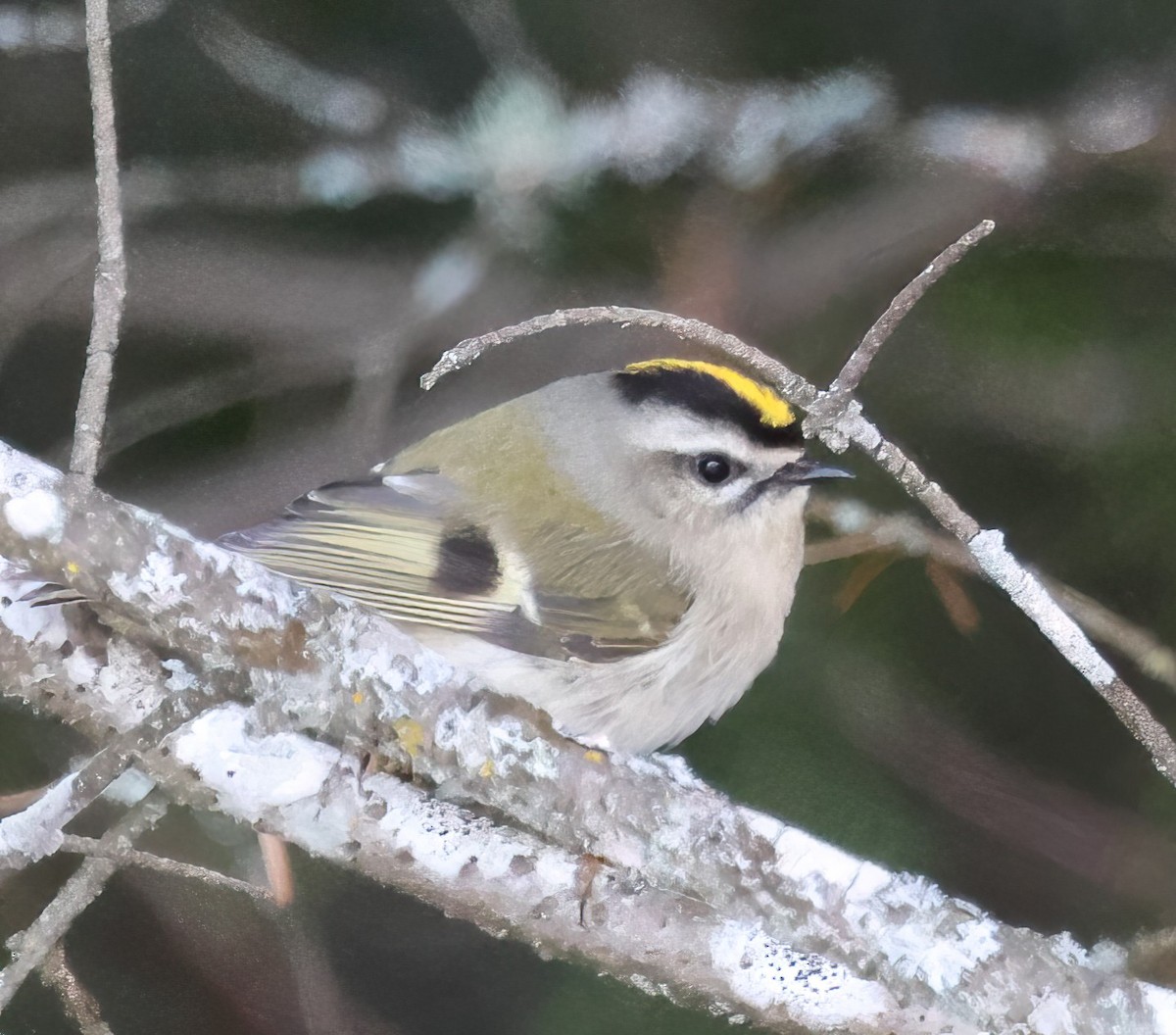Golden-crowned Kinglet - ML627481875