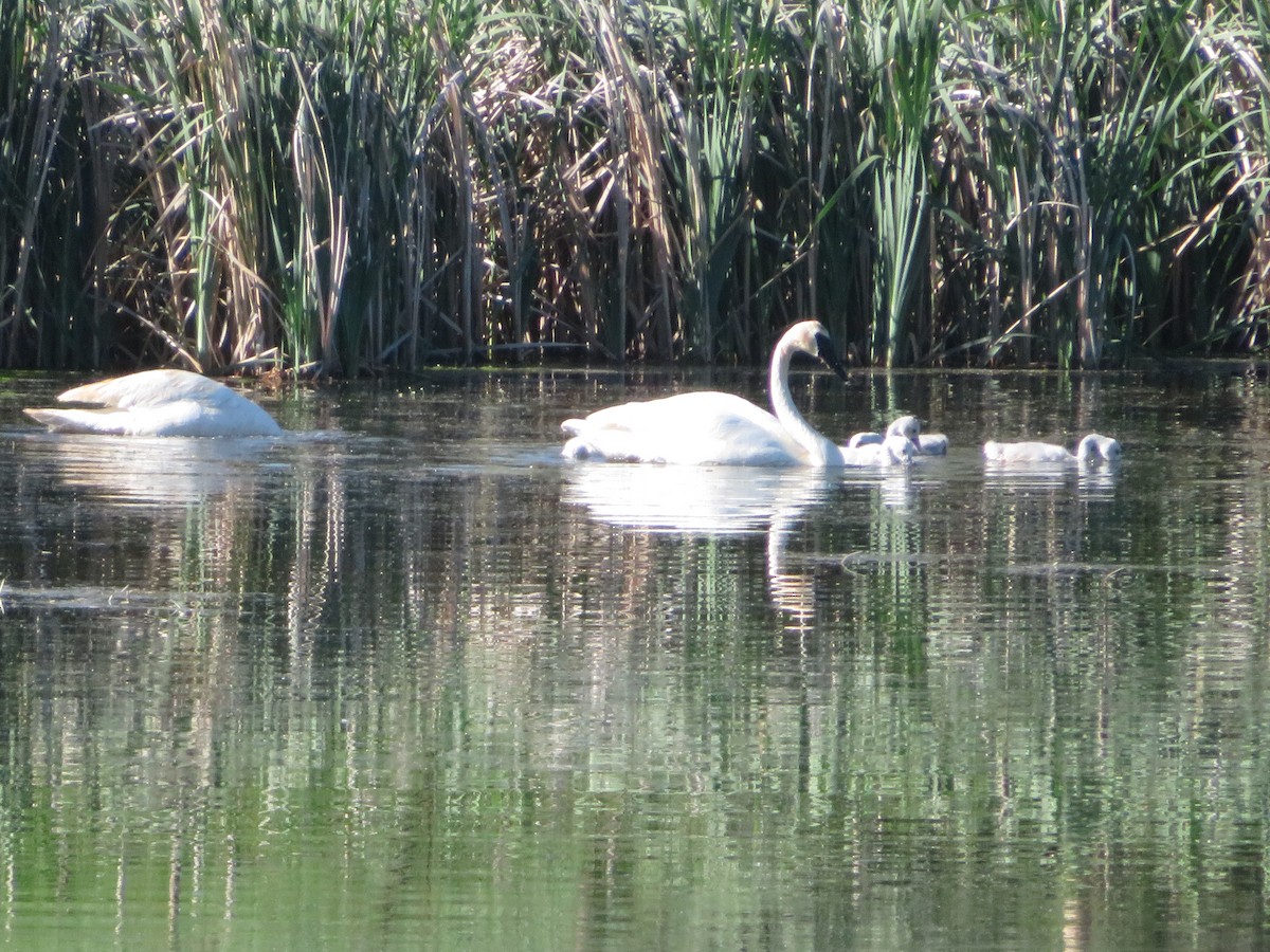 Trumpeter Swan - ML627481900