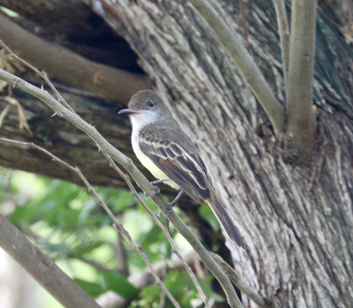 Grenada Flycatcher - ML627482016