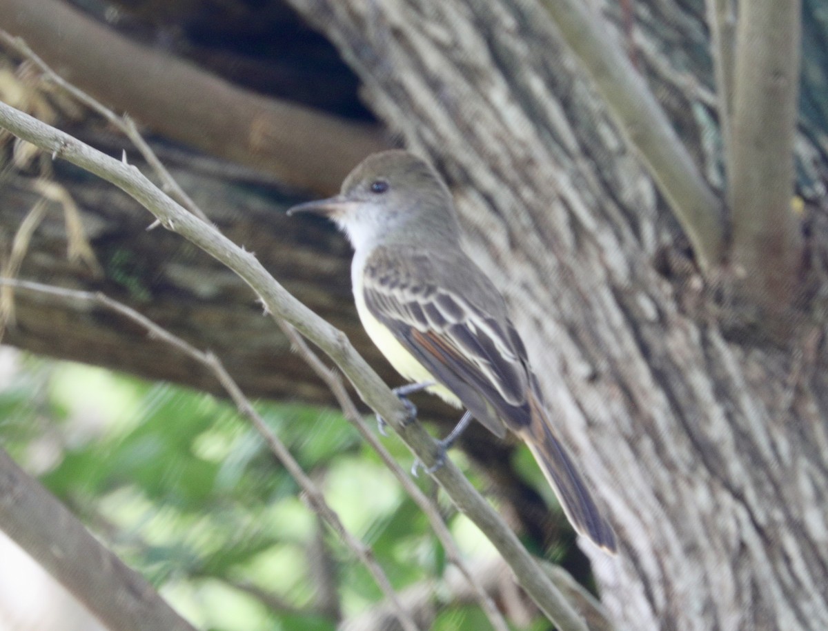 Grenada Flycatcher - ML627482021