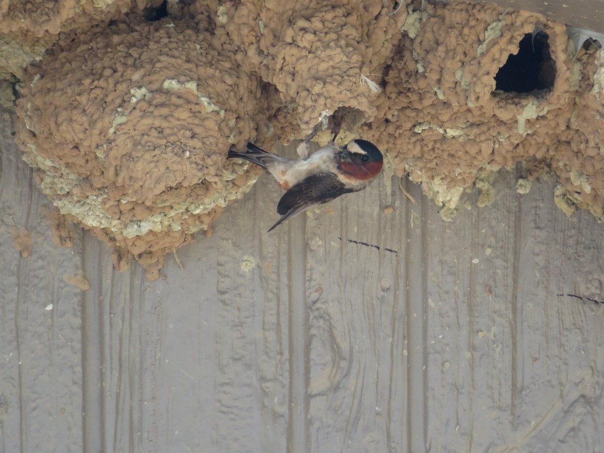 Cliff Swallow (pyrrhonota Group) - ML627482022