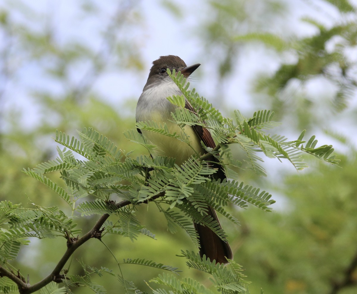 Grenada Flycatcher - ML627482213