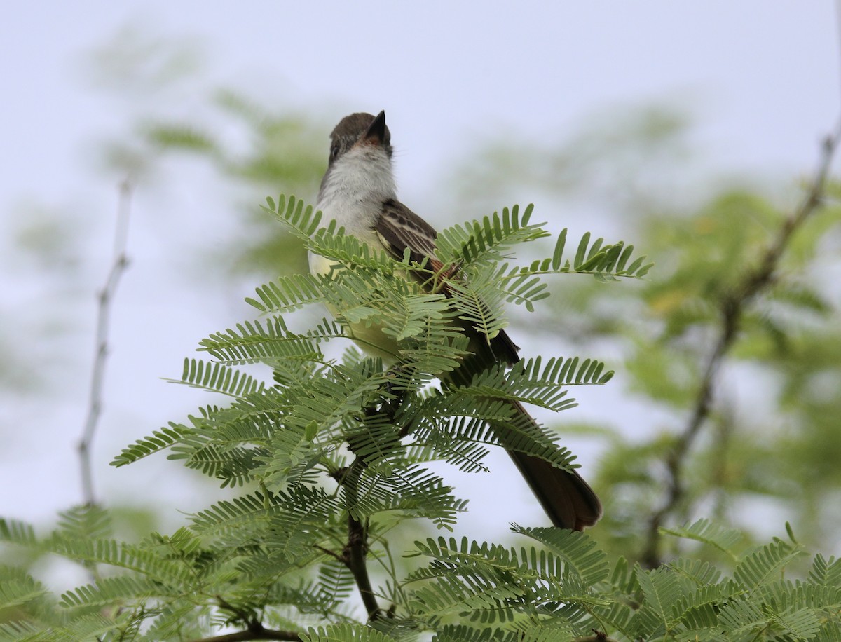 Grenada Flycatcher - ML627482218