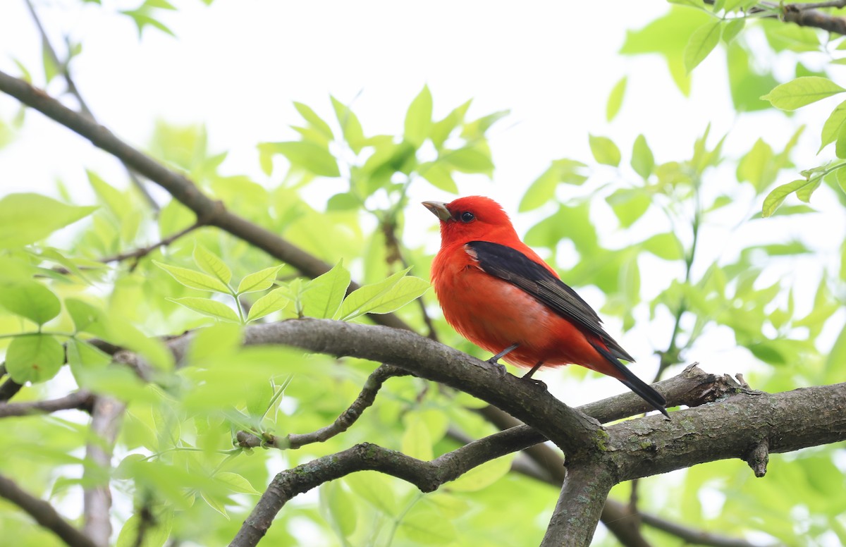 アカフウキンチョウ - ML627482358