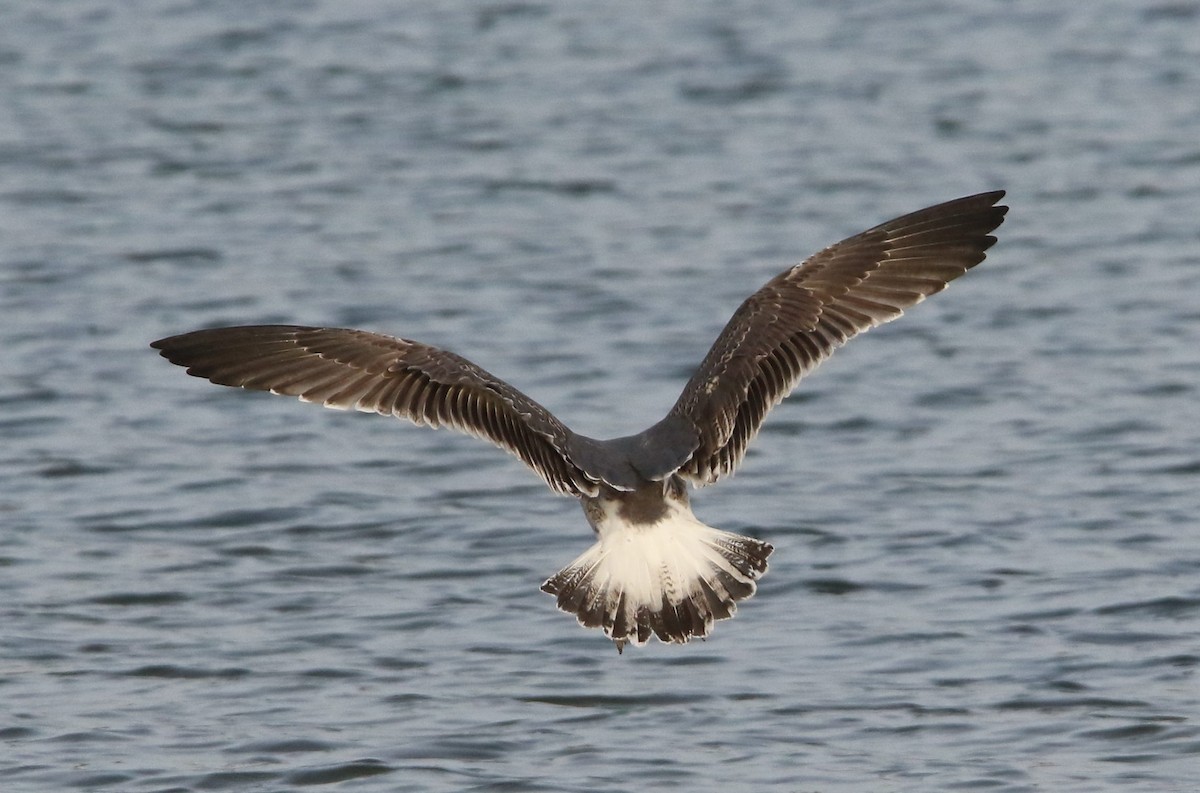 Lesser Black-backed Gull - ML627482374