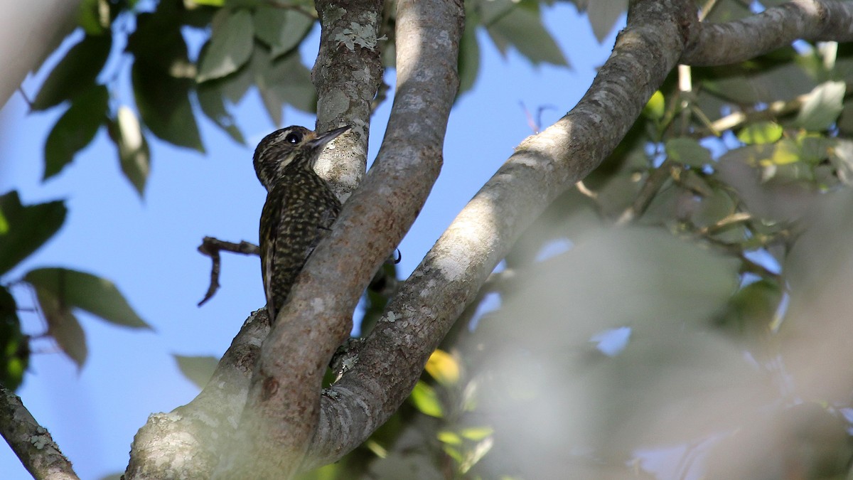 White-spotted Woodpecker - ML627482663