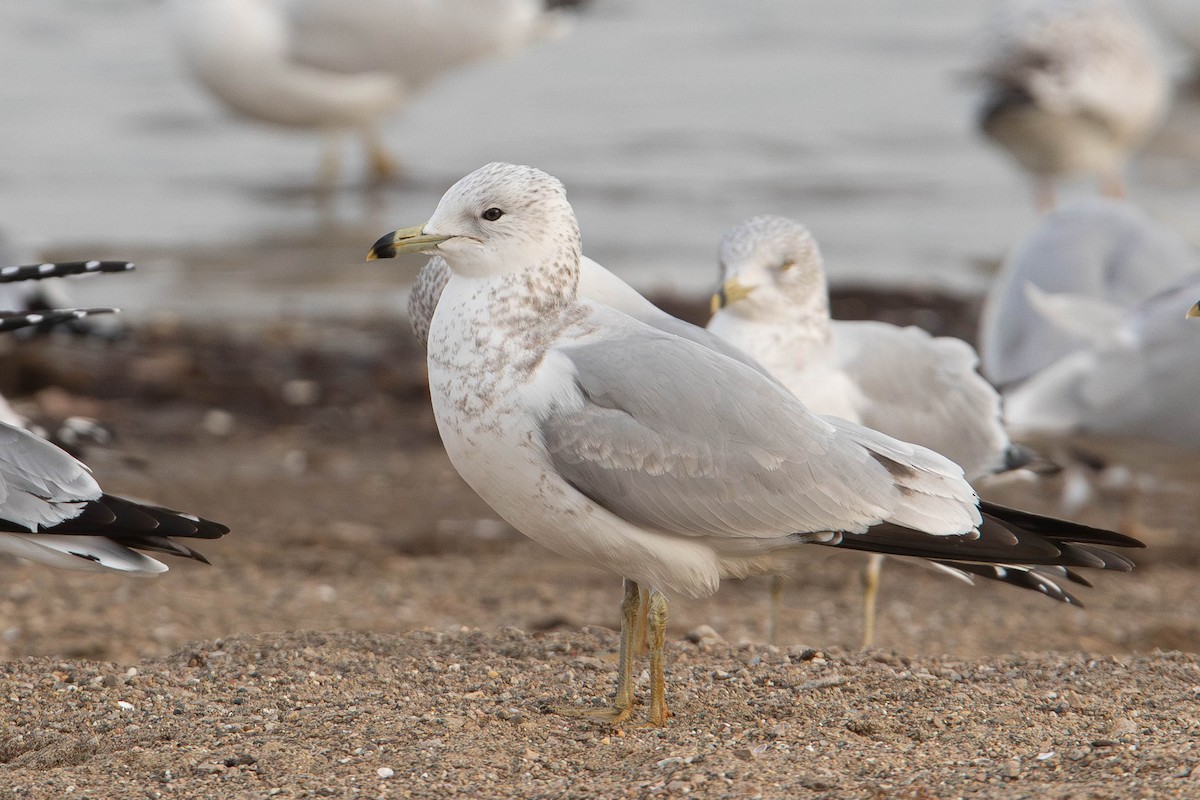 Ring-billed Gull - ML627482728