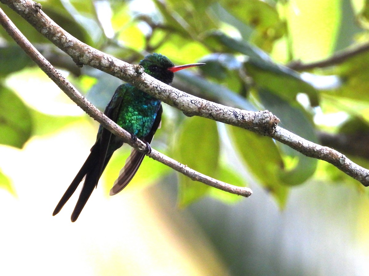 Cozumel Emerald - ML627482764