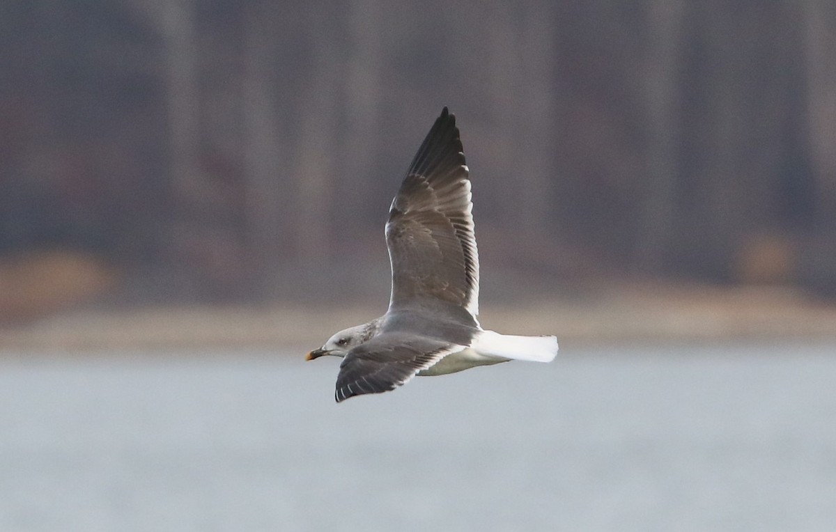 Lesser Black-backed Gull - ML627482774