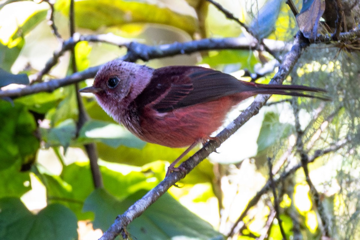 Pink-headed Warbler - ML627482949