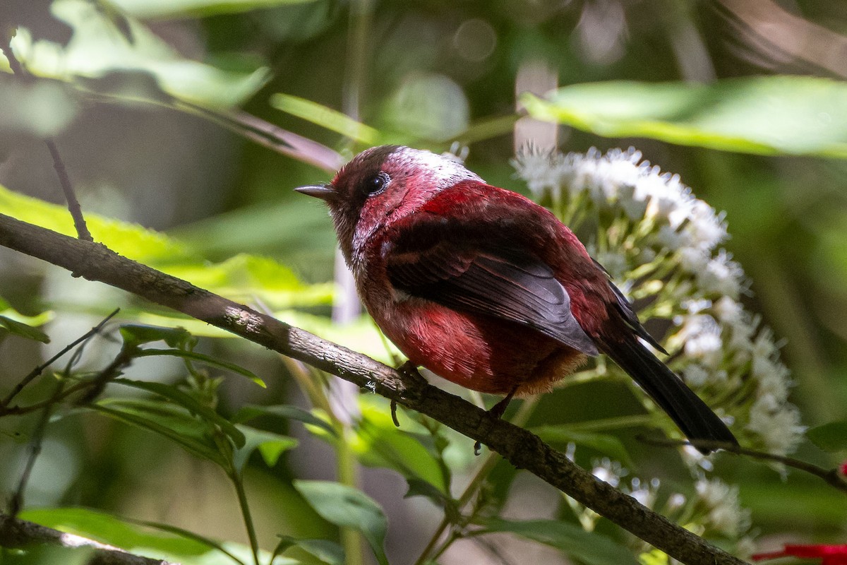 Pink-headed Warbler - ML627482962