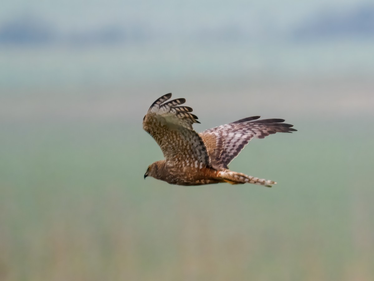 African Marsh Harrier - ML627482967