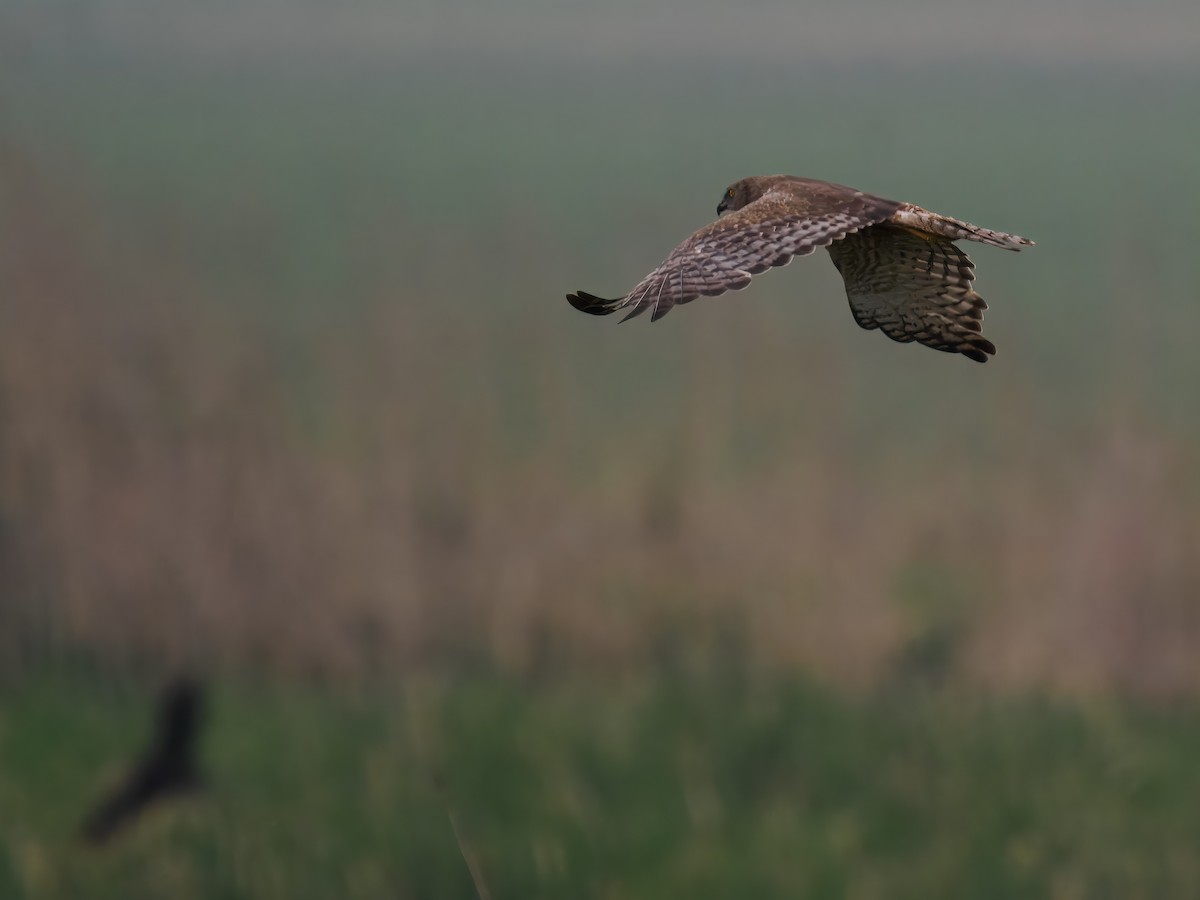 African Marsh Harrier - ML627482968