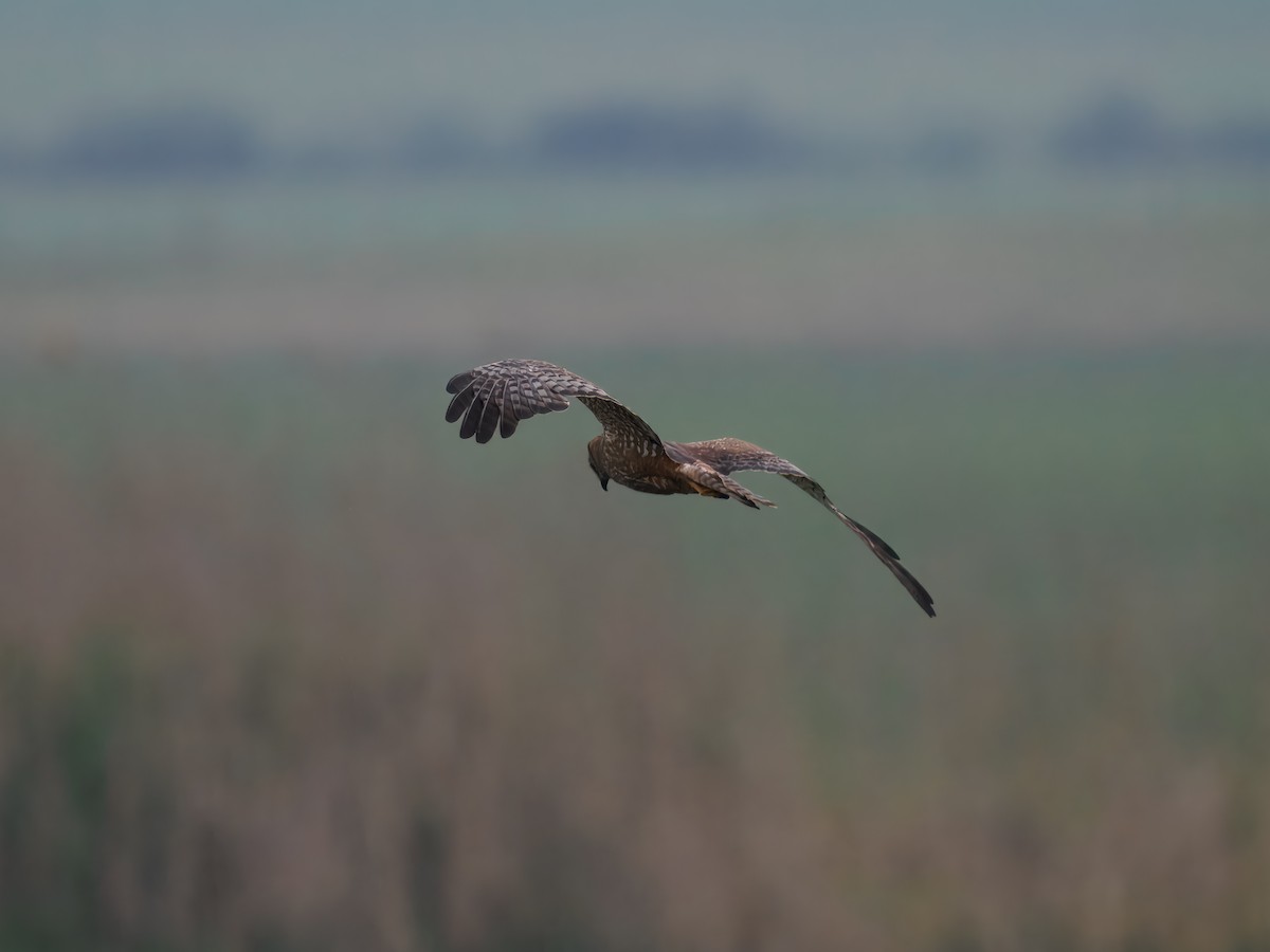 African Marsh Harrier - ML627482969