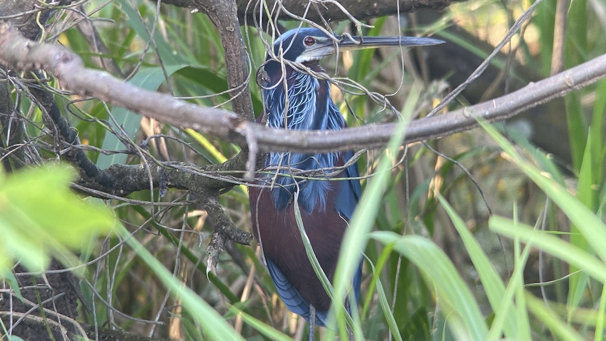 Agami Heron - ML627483254