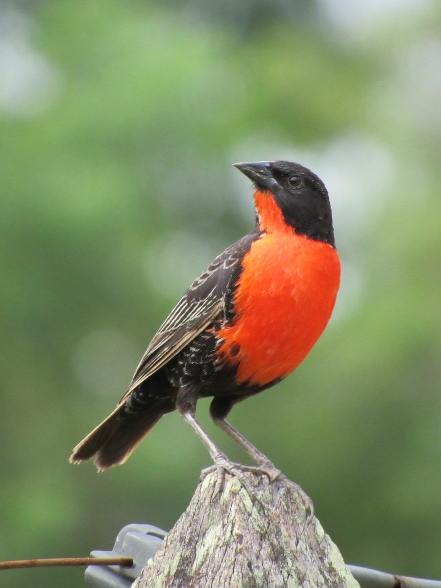 Red-breasted Meadowlark - ML627483308