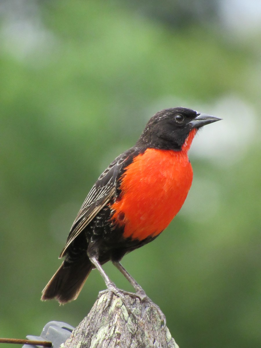 Red-breasted Meadowlark - ML627483310