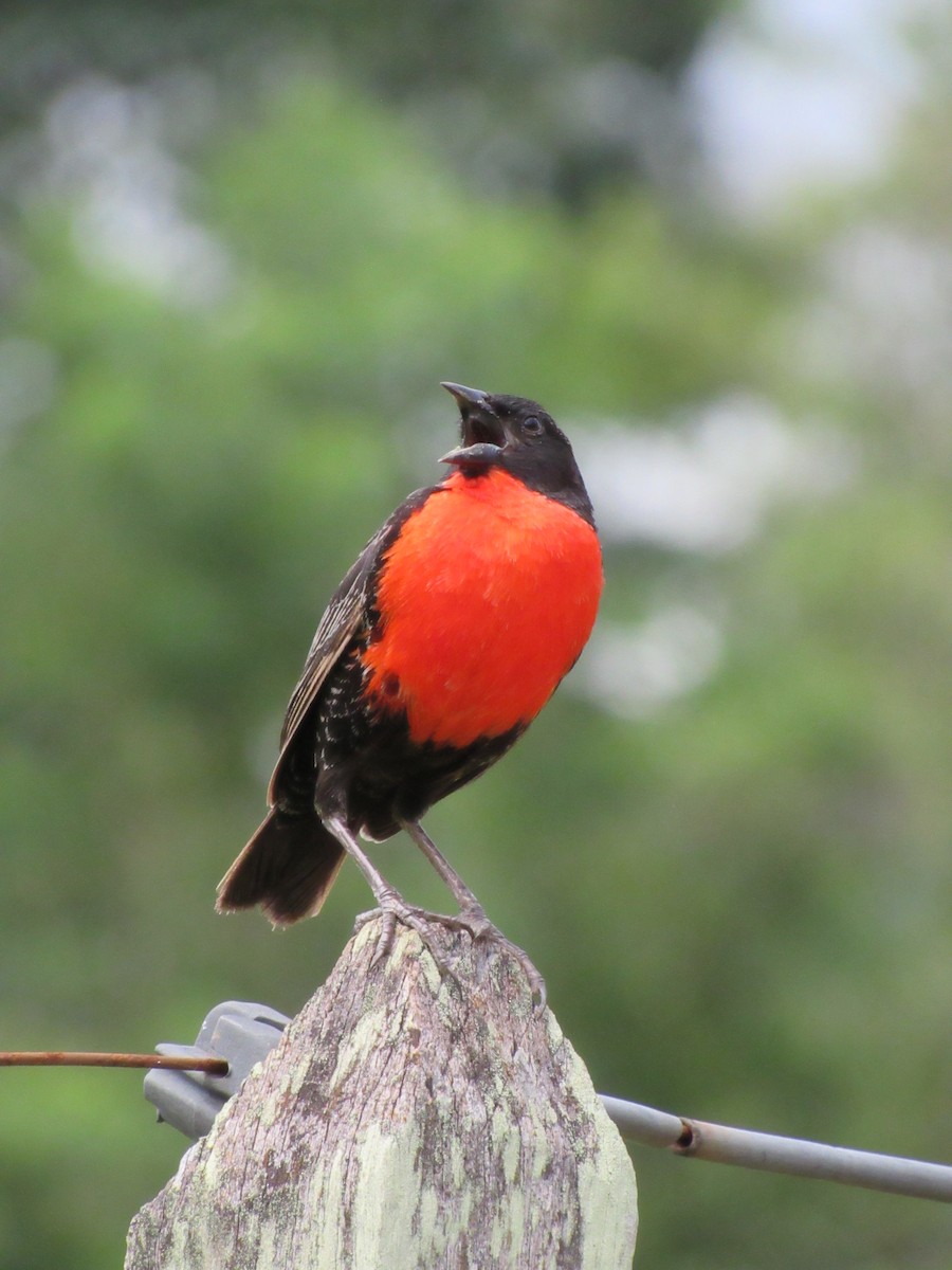 Red-breasted Meadowlark - ML627483311