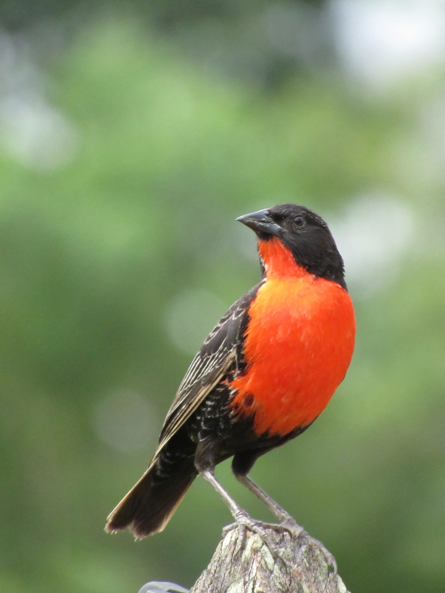 Red-breasted Meadowlark - ML627483312