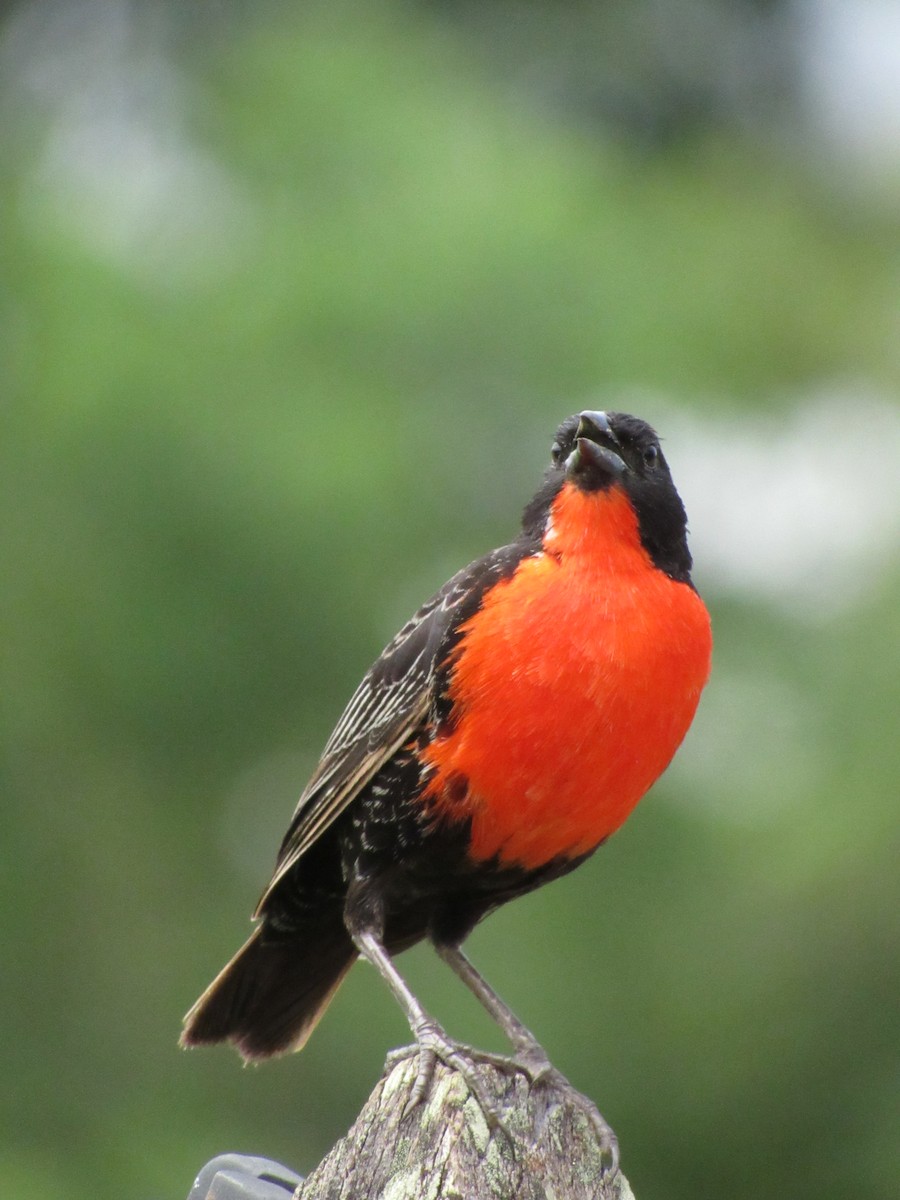 Red-breasted Meadowlark - ML627483315