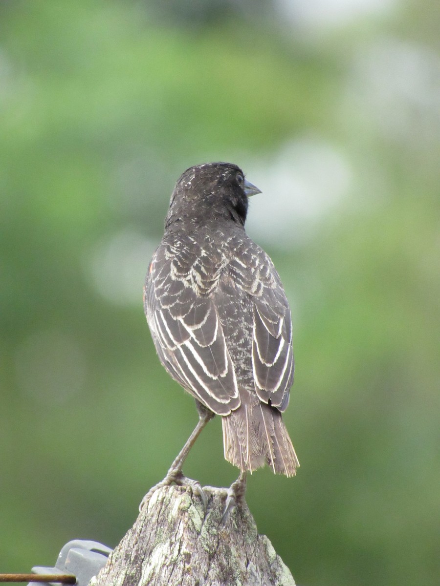 Red-breasted Meadowlark - ML627483316