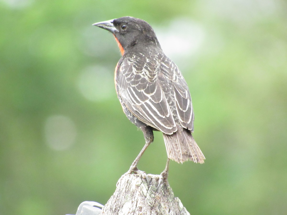 Red-breasted Meadowlark - ML627483317