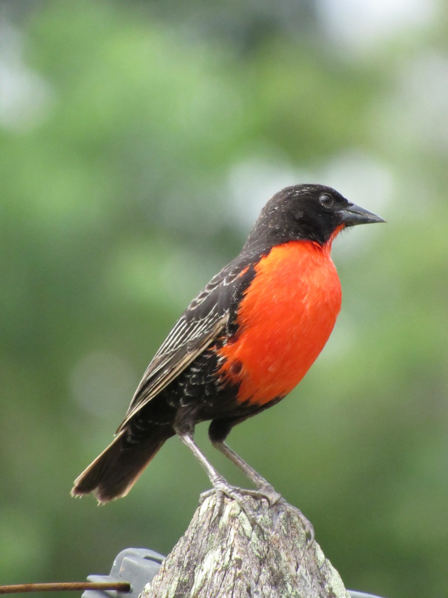 Red-breasted Meadowlark - ML627483318