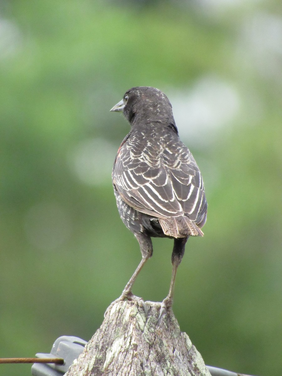 Red-breasted Meadowlark - ML627483320