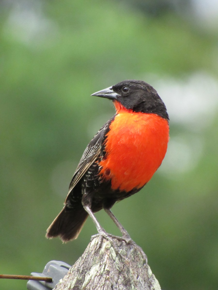 Red-breasted Meadowlark - ML627483321