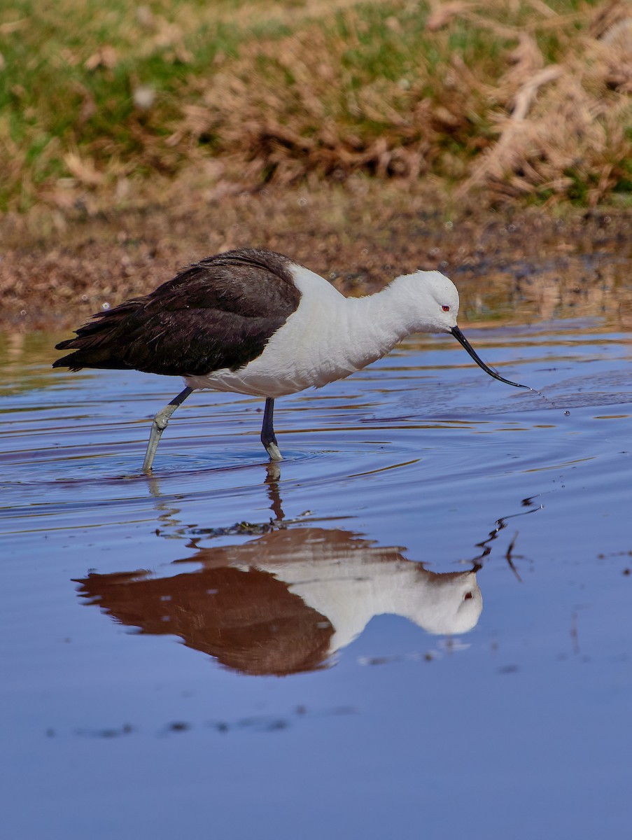 Andean Avocet - ML627483339