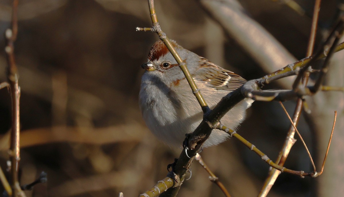 American Tree Sparrow - ML627483740