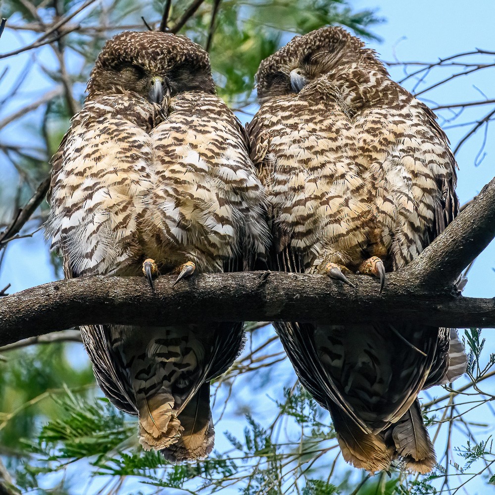 Powerful Owl - ML627483832