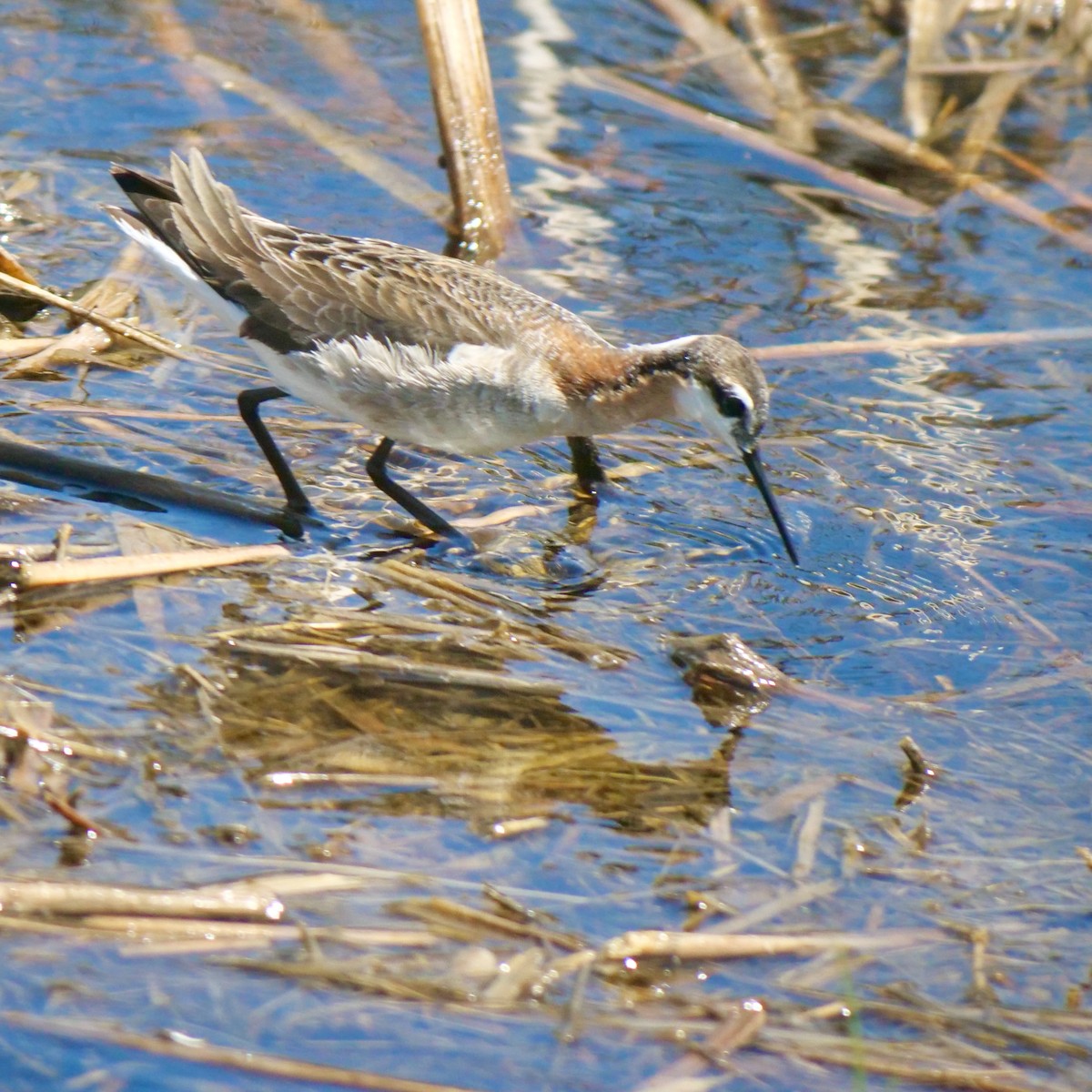 Wilson's Phalarope - ML627483893