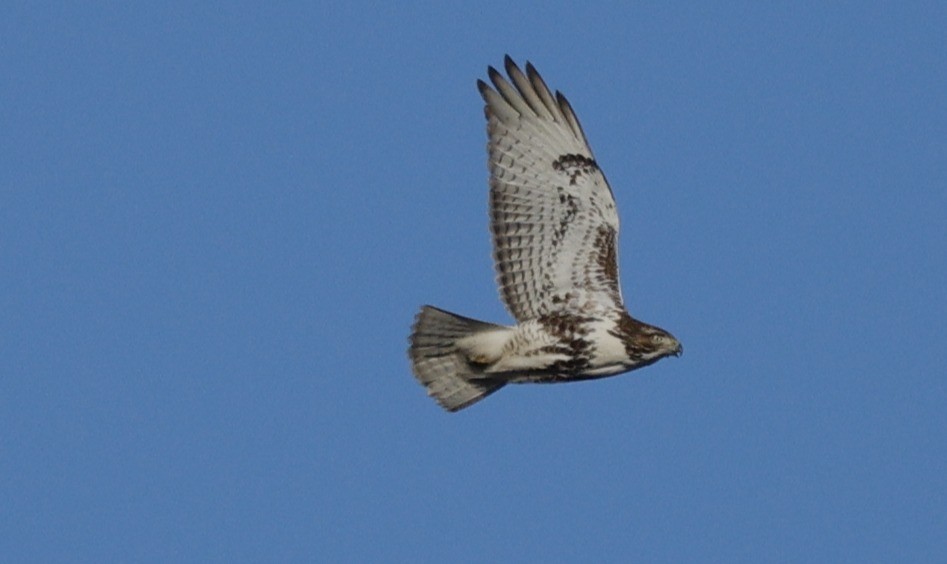 Red-tailed Hawk - ML627483902