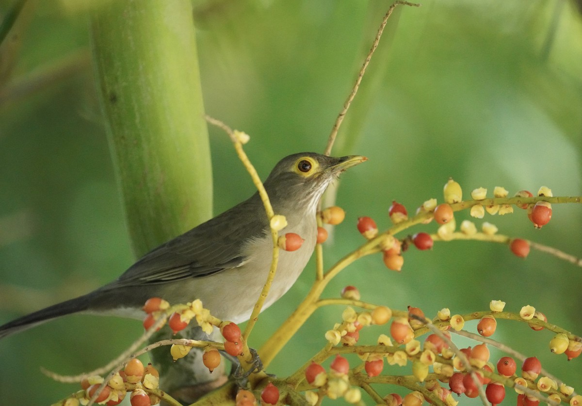 Spectacled Thrush - ML627483947