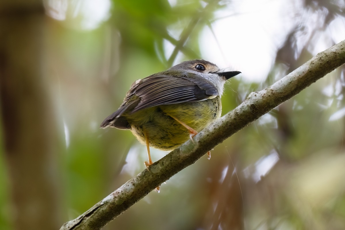Pale-yellow Robin - ML627484044