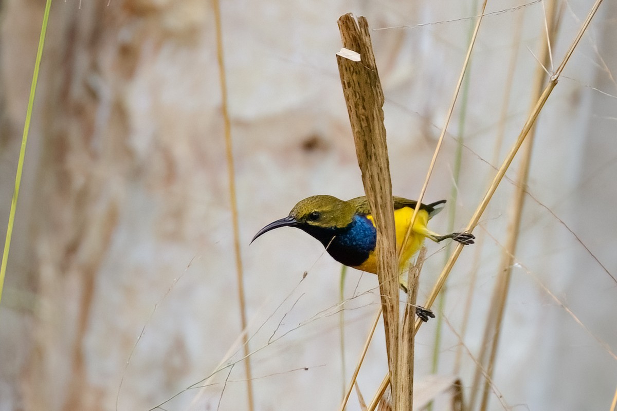 Sahul Sunbird - ML627484080