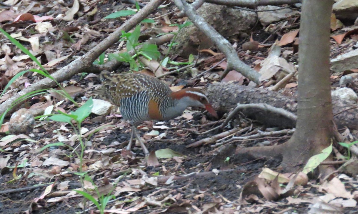 Buff-banded Rail - ML627484085