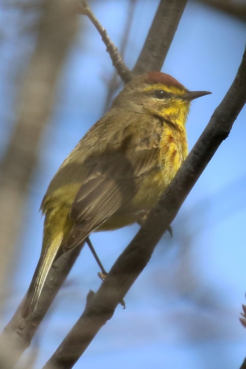 Palm Warbler - Brano Kovačević