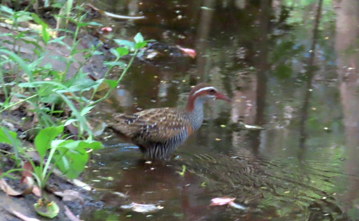 Buff-banded Rail - ML627484100