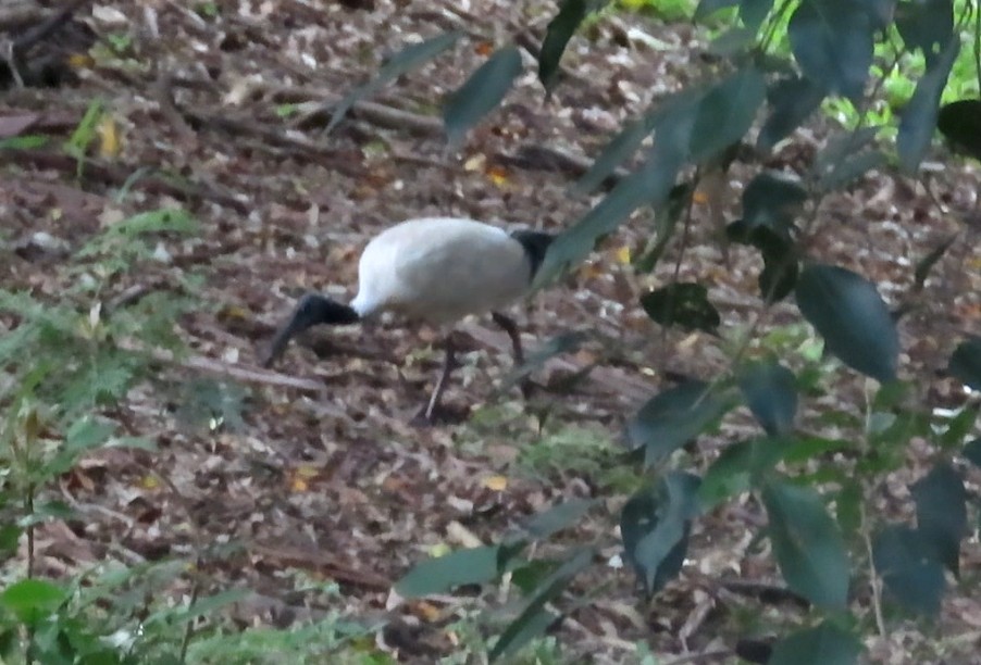 Australian Ibis - ML627484111