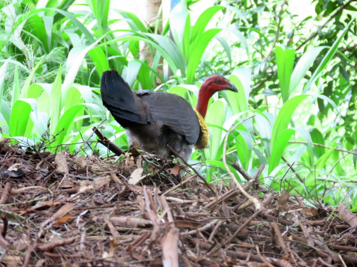 Australian Brushturkey - ML627484132