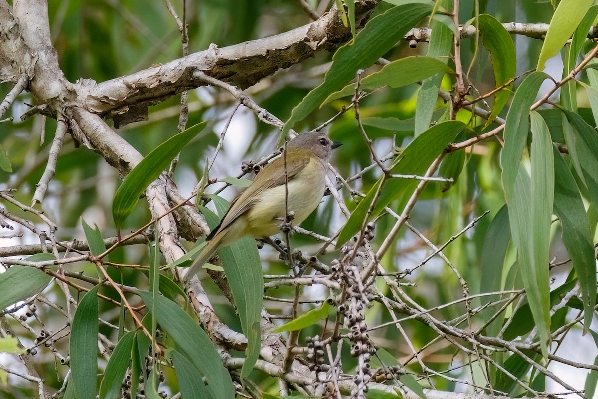 Gray Whistler (Gray-headed) - ML627484134