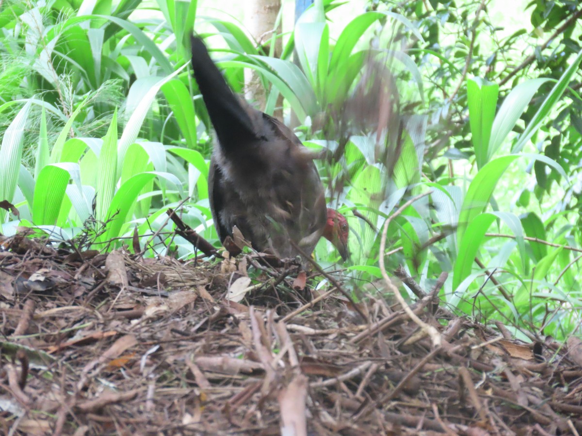 Australian Brushturkey - ML627484138