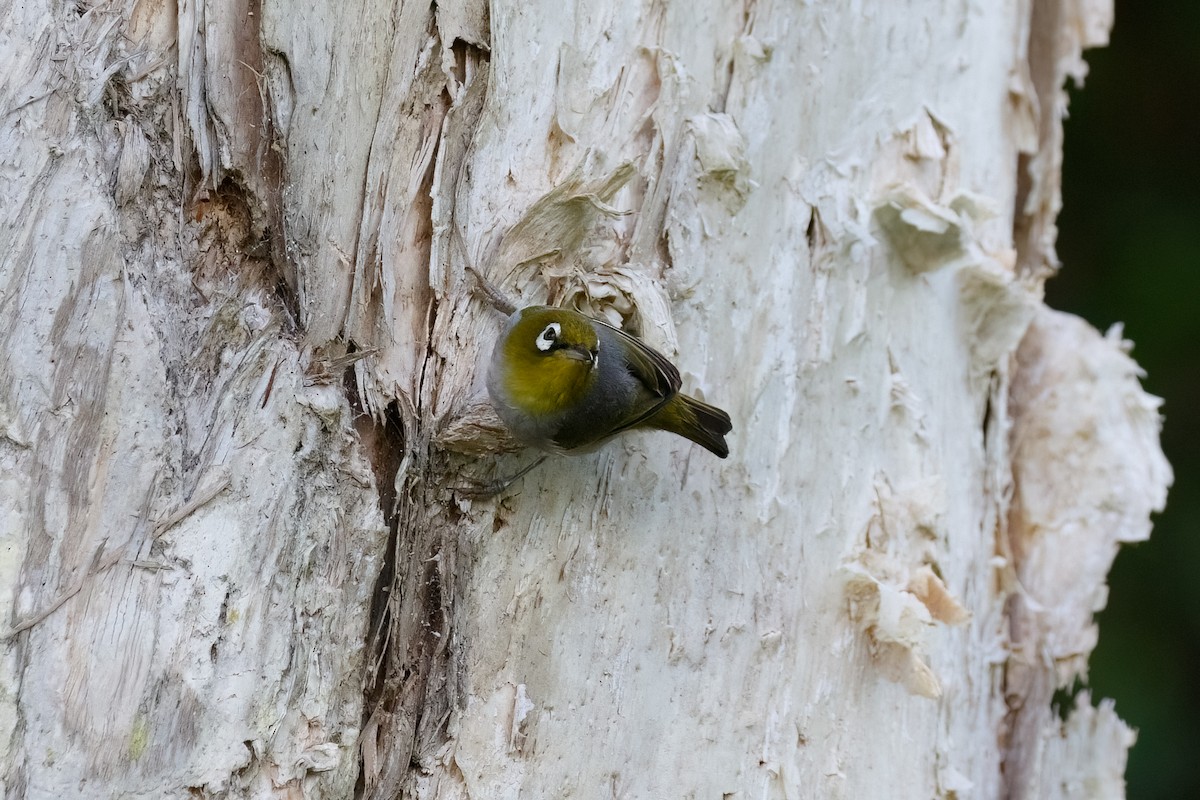 Silvereye - ML627484181