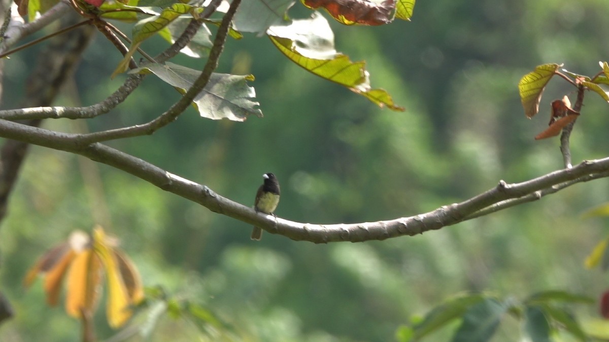 Yellow-bellied Seedeater - ML627484219