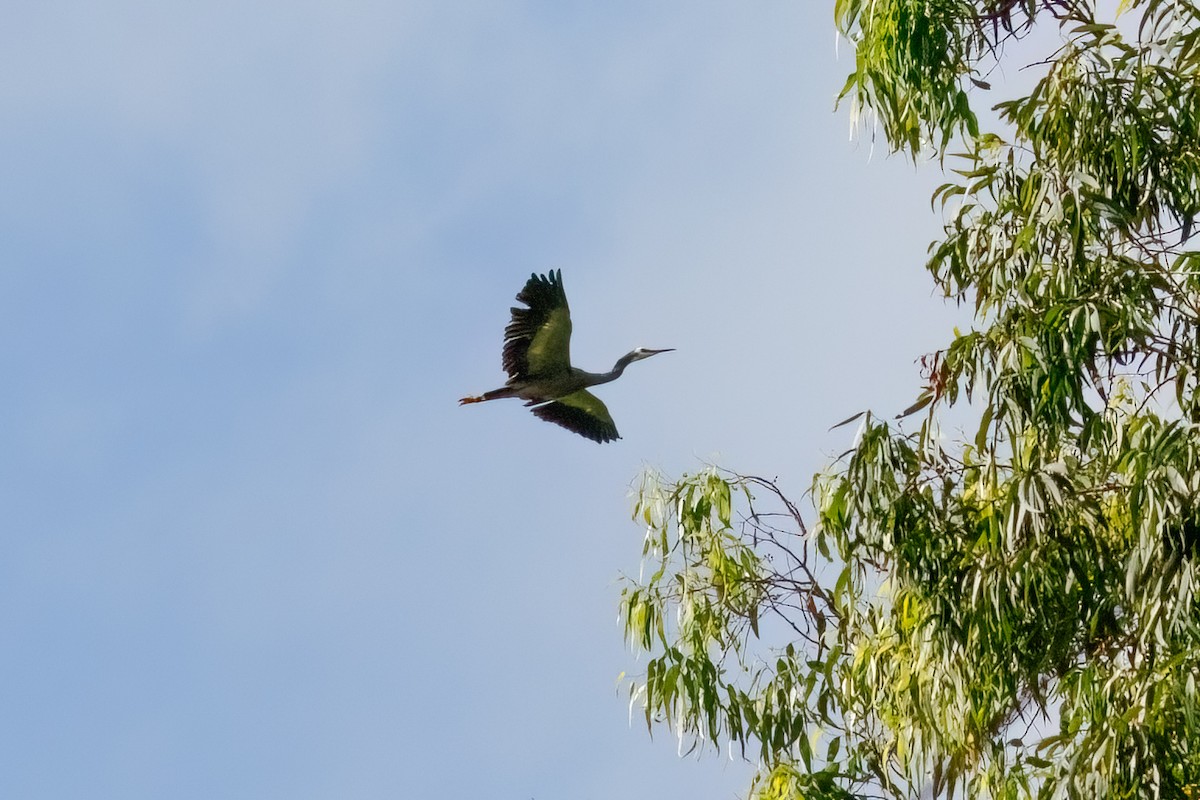 White-faced Heron - ML627484222
